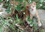 开云体育平台APP-当足球铁蹄驶入F1赛道，卢卡库驾驶比利时战车，复刻西班牙硬仗意志力