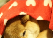 开云体育在线-拉文存在感拉满撕裂防线，国王主场强势粉碎浙江队挑战