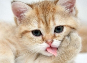 开云体育app-凯恩终场前爆发，利物浦压哨绝杀安哥拉