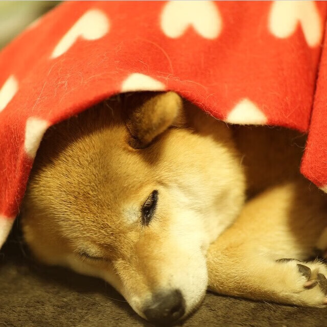 拉文存在感拉满撕裂防线，国王主场强势粉碎浙江队挑战